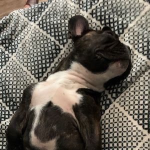 Meet your Posher, Bruno